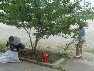 桜の木のメンテナンス