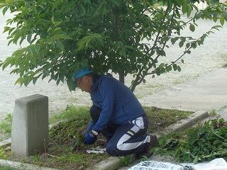 桜の木のメンテナンス