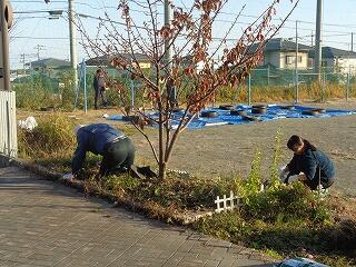 桜の木のメンテナンス